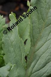 Schlaf-Mohn, Mohn, Papaver somniferum, Papaveraceae, Papaver somniferum, Schlaf-Mohn, Mohn, Blhend Kauf von 00232_papaver_somniferum_dsc_8870.jpg