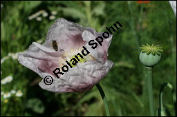 Schlaf-Mohn, Mohn, Papaver somniferum, Papaveraceae, Papaver somniferum, Schlaf-Mohn, Mohn, Blühend Kauf von 00232papaver_somniferumimg_7867.jpg