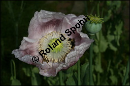 Schlaf-Mohn, Mohn, Papaver somniferum, Papaveraceae, Papaver somniferum, Schlaf-Mohn, Mohn, Blhend Kauf von 00232papaver_somniferumimg_7868.jpg