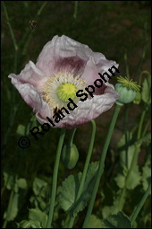 Schlaf-Mohn, Mohn, Papaver somniferum, Papaveraceae, Papaver somniferum, Schlaf-Mohn, Mohn, Blühend Kauf von 00232papaver_somniferumimg_7869.jpg