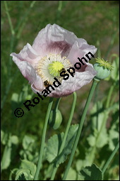 Schlaf-Mohn, Mohn, Papaver somniferum, Papaveraceae, Papaver somniferum, Schlaf-Mohn, Mohn, Blühend Kauf von 00232papaver_somniferumimg_7870.jpg