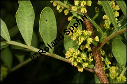 Mastixstrauch, Mastixpistazie, Mastixbaum, Pistacia lentiscus, Anacardiaceae, Pistacia lentiscus, Mastixstrauch, Mastixpistazie, Mastixbaum, mnnlich blhend Kauf von 00246pistacia_lentiscusimg_5989.jpg