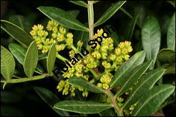 Mastixstrauch, Mastixpistazie, Mastixbaum, Pistacia lentiscus, Anacardiaceae, Pistacia lentiscus, Mastixstrauch, Mastixpistazie, Mastixbaum, mnnlich blhend Kauf von 00246pistacia_lentiscusimg_5990.jpg