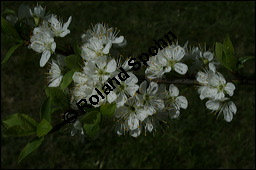 Mirabelle, Prunus domestica ssp. syriaca; Prunus syriaca, Rosaceae, Prunus domestica ssp. syriaca, Prunus syriaca, Mirabelle, Blhend Kauf von 00257prunus_domestica_syriaca_img_1674.jpg