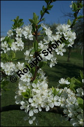 Mirabelle, Prunus domestica ssp. syriaca; Prunus syriaca, Rosaceae, Prunus domestica ssp. syriaca, Prunus syriaca, Mirabelle, Blühend Kauf von 00257prunus_domestica_syriacaimg_1677.jpg