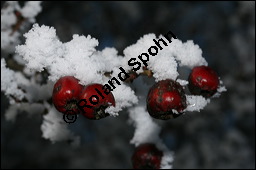 Großfrüchtiger Weißdorn, Crataegus x macrocarpa, Rosaceae, Crataegus x macrocarpa, Crataegus calycina, Großfrüchtiger Weißdorn, fruchtend, im Winter mit Reif Kauf von 00258crataegus_macrocarpaimg_4983.jpg
