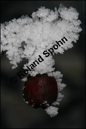 Großfrüchtiger Weißdorn, Crataegus x macrocarpa, Rosaceae, Crataegus x macrocarpa, Crataegus calycina, Großfrüchtiger Weißdorn, fruchtend, im Winter mit Reif Kauf von 00258crataegus_macrocarpaimg_4986.jpg