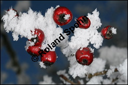 Grofrchtiger Weidorn, Crataegus x macrocarpa, Rosaceae, Crataegus x macrocarpa, Crataegus calycina, Grofrchtiger Weidorn, fruchtend, im Winter mit Reif Kauf von 00258crataegus_macrocarpaimg_5000.jpg