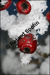 Großfrüchtiger Weißdorn, Crataegus x macrocarpa, Rosaceae, Crataegus x macrocarpa, Crataegus calycina, Großfrüchtiger Weißdorn, fruchtend, im Winter mit Reif Kauf von 00258crataegus_macrocarpaimg_5001.jpg