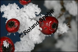 Großfrüchtiger Weißdorn, Crataegus x macrocarpa, Rosaceae, Crataegus x macrocarpa, Crataegus calycina, Großfrüchtiger Weißdorn, fruchtend, im Winter mit Reif Kauf von 00258crataegus_macrocarpaimg_5002.jpg