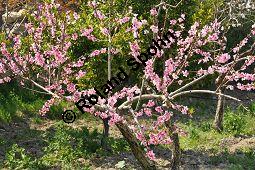 Pfirsich, Prunus persica, Rosaceae, Prunus persica, Amygdalus persica, Pfirsich, Gummifluss, Gummifluss an unreifer Frucht Kauf von 00259_prunus_persica_dsc_3031.jpg