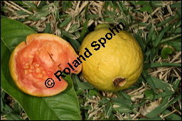 Guave, Psidium pomiferum, Psidium pyriferum, Psidium guajava, Myrtaceae, Psidium guajava, Psidium pomiferum, Psidium pyriferum, Guave, Blatt Kauf von 00260psidium_guajavaimg_4892.jpg