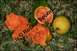 Guave, Psidium pomiferum, Psidium pyriferum, Psidium guajava, Myrtaceae, Psidium guajava, Psidium pomiferum, Psidium pyriferum, Guave, Blatt Kauf von 00260psidium_guajavaimg_4893.jpg