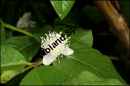 Guave, Psidium pomiferum, Psidium pyriferum, Psidium guajava, Myrtaceae, Psidium guajava, Psidium pomiferum, Psidium pyriferum, Guave, Blatt Kauf von 00260psidium_guajavaimg_8825.jpg