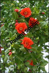 Granatapfelbaum, Punica granatum, Punicaceae, Punica granatum, Granatapfelbaum, Blühend Kauf von 00262punica_granatumimg_2522.jpg