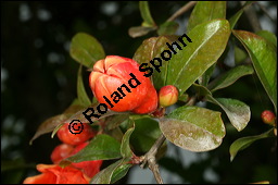 Granatapfelbaum, Punica granatum, Punicaceae, Punica granatum, Granatapfelbaum, Blühend Kauf von 00262punica_granatumimg_2523.jpg
