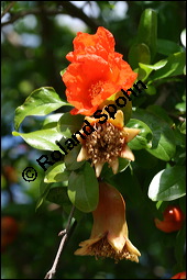 Granatapfelbaum, Punica granatum, Punicaceae, Punica granatum, Granatapfelbaum, Blühend Kauf von 00262punica_granatumimg_2787.jpg