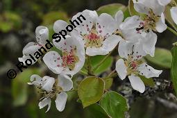 Wild-Birne, Pyrus pyraster, Rosaceae, Pyrus pyraster, Wild-Birne, Wilder Birnbaum, Habitus blühend Kauf von 00264_pyrus_pyraster_dsc_0233.jpg