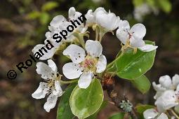 Wild-Birne, Pyrus pyraster, Rosaceae, Pyrus pyraster, Wild-Birne, Wilder Birnbaum, Habitus blühend Kauf von 00264_pyrus_pyraster_dsc_0234.jpg