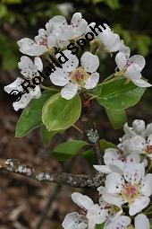 Wild-Birne, Pyrus pyraster, Rosaceae, Pyrus pyraster, Wild-Birne, Wilder Birnbaum, Habitus blühend Kauf von 00264_pyrus_pyraster_dsc_0235.jpg