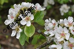 Wild-Birne, Pyrus pyraster, Rosaceae, Pyrus pyraster, Wild-Birne, Wilder Birnbaum, Habitus blühend Kauf von 00264_pyrus_pyraster_dsc_0236.jpg