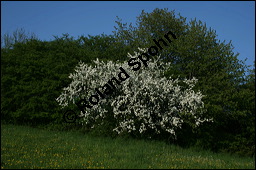 Wild-Birne, Pyrus pyraster, Rosaceae, Pyrus pyraster, Wild-Birne, Wilder Birnbaum, Habitus blühend Kauf von 00264pyrus_00264pyraster_img_1734.jpg