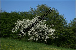 Wild-Birne, Pyrus pyraster, Rosaceae, Pyrus pyraster, Wild-Birne, Wilder Birnbaum, Habitus blühend Kauf von 00264pyrus_00264pyraster_img_1735.jpg