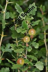 Stachelbeere, Ribes uva-crispa (Wildform), Grossulariaceae, Ribes uva-crispa, Grossularia uva-crispa, Stachelbeere, Blühend, Wildform blühend Kauf von 00269_ribes_uva_crispa_dsc_4634.jpg