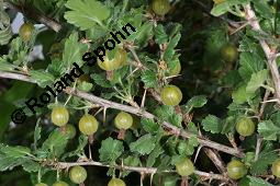 Stachelbeere, Ribes uva-crispa (Wildform), Grossulariaceae, Ribes uva-crispa, Grossularia uva-crispa, Stachelbeere, Blühend, Wildform blühend Kauf von 00269_ribes_uva_crispa_dsc_4637.jpg