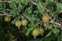 Stachelbeere, Ribes uva-crispa (Wildform), Grossulariaceae, Ribes uva-crispa, Grossularia uva-crispa, Stachelbeere, Blühend, Wildform blühend Kauf von 00269_ribes_uva_crispa_dsc_4638.jpg
