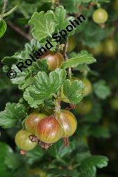 Stachelbeere, Ribes uva-crispa (Wildform), Grossulariaceae, Ribes uva-crispa, Grossularia uva-crispa, Stachelbeere, Blühend, Wildform blühend Kauf von 00269_ribes_uva_crispa_dsc_4642.jpg