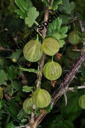 Stachelbeere, Ribes uva-crispa (Wildform), Grossulariaceae, Ribes uva-crispa, Grossularia uva-crispa, Stachelbeere, Blühend, Wildform blühend Kauf von 00269_ribes_uva_crispa_dsc_4708.jpg