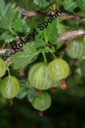 Stachelbeere, Ribes uva-crispa (Wildform), Grossulariaceae, Ribes uva-crispa, Grossularia uva-crispa, Stachelbeere, Blühend, Wildform blühend Kauf von 00269_ribes_uva_crispa_dsc_4717.jpg