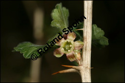 Stachelbeere, Ribes uva-crispa (Wildform), Grossulariaceae, Ribes uva-crispa, Grossularia uva-crispa, Stachelbeere, Blühend, Wildform blühend Kauf von 00269ribes_uva-crispaimg_5806.jpg