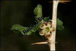 Stachelbeere, Ribes uva-crispa (Wildform), Grossulariaceae, Ribes uva-crispa, Grossularia uva-crispa, Stachelbeere, Blühend, Wildform blühend Kauf von 00269ribes_uva-crispaimg_5807.jpg