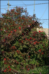 Rizinus, Wunderbaum, Ricinus communis, Euphorbiaceae, Ricinus communis, Rizinus, Wunderbaum, Habitus fruchtend Kauf von 00270ricinus_communisimg_4951.jpg