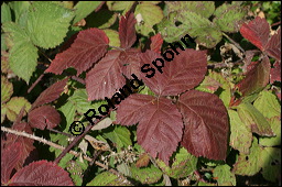 Brombeere, Rubus fruticosus, Rosaceae, Rubus fruticosus, Brombeere, Beblättert, Herbstfärbung Kauf von 00271rubus_fruticosusimg_4138.jpg