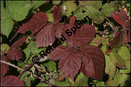Brombeere, Rubus fruticosus, Rosaceae, Rubus fruticosus, Brombeere, Beblättert, Herbstfärbung Kauf von 00271rubus_fruticosusimg_4139.jpg
