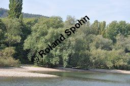 Silber-Weide, Weiß-Weide, Salix alba, Salicaceae, Salix alba, Silber-Weide, Weiß-Weide, Abgesägter Stamm Kauf von 00276_salix_alba_dsc_0438.jpg
