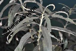 Korb-Weide, Hanf-Weide, Salix viminalis, Salicaceae, Salix viminalis, Korb-Weide, Hanf-Weide, Kopfweiden Kauf von 00278_salix_viminalis_dsc_7528.jpg