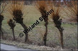 Korb-Weide, Hanf-Weide, Salix viminalis, Salicaceae, Salix viminalis, Korb-Weide, Hanf-Weide, Kopfweiden Kauf von 00278salix_viminalisimg_5160.jpg