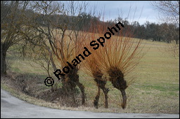 Korb-Weide, Hanf-Weide, Salix viminalis, Salicaceae, Salix viminalis, Korb-Weide, Hanf-Weide, Kopfweiden Kauf von 00278salix_viminalisimg_5161.jpg