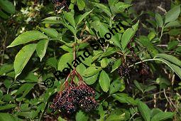 Schwarzer Holunder, Holler, Sambucus nigra, Capparaceae, Sambucus nigra, Schwarzer Holunder, Holler, Stammquerschnitt Kauf von 00279_sambucus_nigra_dsc_0063.jpg