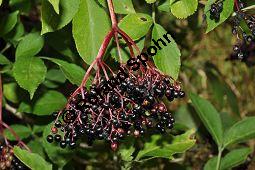 Schwarzer Holunder, Holler, Sambucus nigra, Capparaceae, Sambucus nigra, Schwarzer Holunder, Holler, Stammquerschnitt Kauf von 00279_sambucus_nigra_dsc_0064.jpg