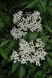 Schwarzer Holunder, Holler, Sambucus nigra, Capparaceae, Sambucus nigra, Schwarzer Holunder, Holler, Stammquerschnitt Kauf von 00279_sambucus_nigra_dsc_4043.jpg