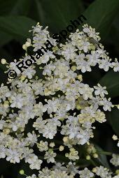 Schwarzer Holunder, Holler, Sambucus nigra, Capparaceae, Sambucus nigra, Schwarzer Holunder, Holler, Stammquerschnitt Kauf von 00279_sambucus_nigra_dsc_4045.jpg