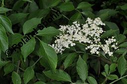 Schwarzer Holunder, Holler, Sambucus nigra, Capparaceae, Sambucus nigra, Schwarzer Holunder, Holler, Stammquerschnitt Kauf von 00279_sambucus_nigra_dsc_4046.jpg