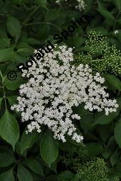 Schwarzer Holunder, Holler, Sambucus nigra, Capparaceae, Sambucus nigra, Schwarzer Holunder, Holler, Stammquerschnitt Kauf von 00279_sambucus_nigra_dsc_4049.jpg