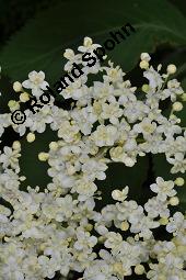 Schwarzer Holunder, Holler, Sambucus nigra, Capparaceae, Sambucus nigra, Schwarzer Holunder, Holler, Stammquerschnitt Kauf von 00279_sambucus_nigra_dsc_4139.jpg