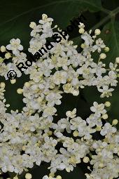 Schwarzer Holunder, Holler, Sambucus nigra, Capparaceae, Sambucus nigra, Schwarzer Holunder, Holler, Stammquerschnitt Kauf von 00279_sambucus_nigra_dsc_4140.jpg